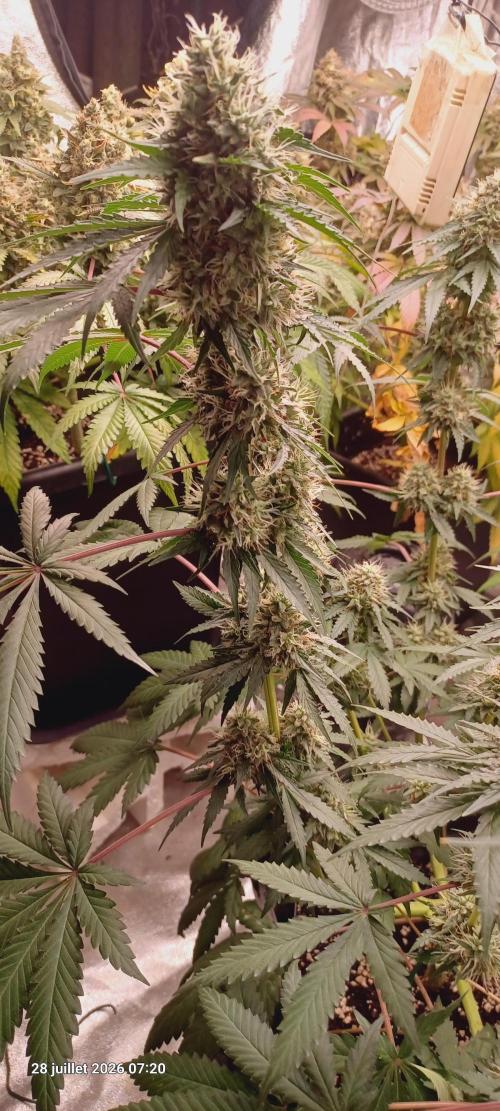 Forbidden Fruit  rQs. Week 12