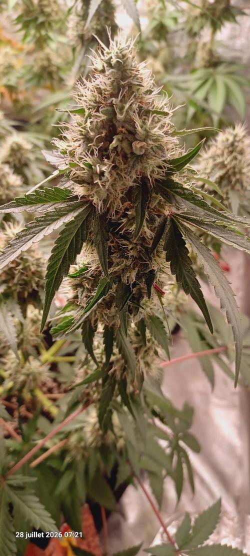 Forbidden Fruit  rQs. Week 12
