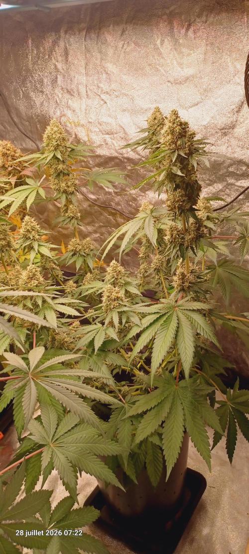 Forbidden Fruit  rQs. Week 12