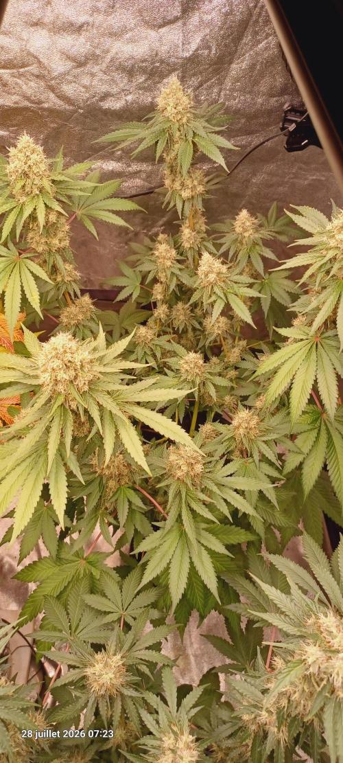 Forbidden Fruit  rQs. Week 12