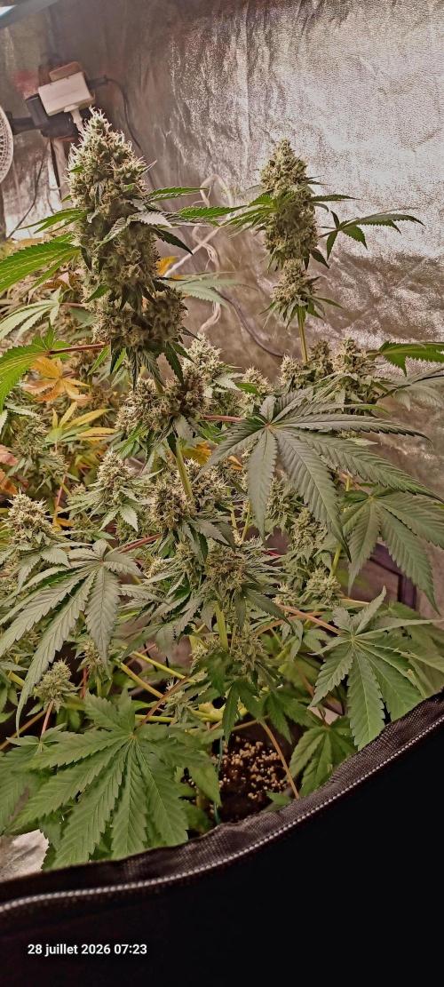 Forbidden Fruit  rQs. Week 12