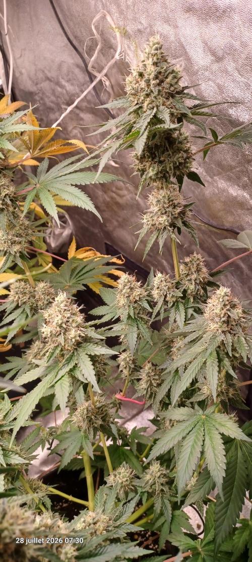 Forbidden Fruit  rQs. Week 12