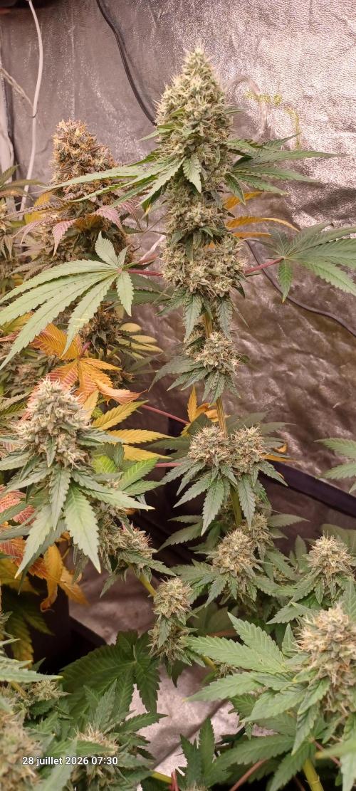 Forbidden Fruit  rQs. Week 12