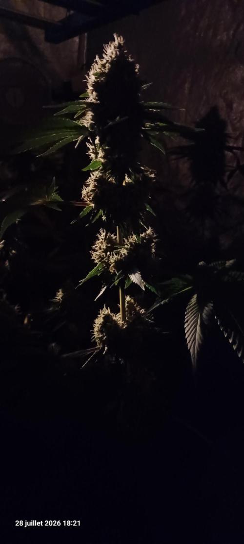 Forbidden Fruit  rQs. Week 12