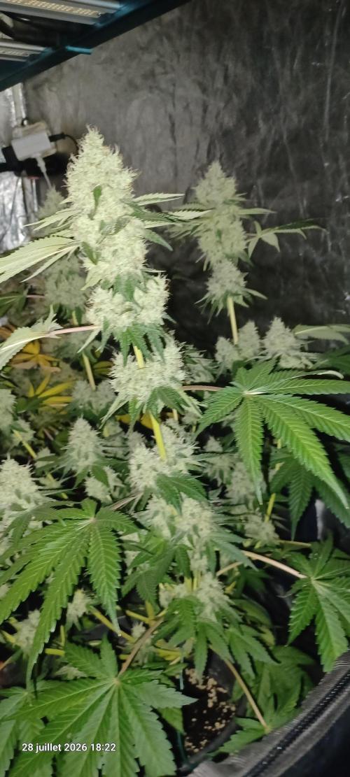 Forbidden Fruit  rQs. Week 12