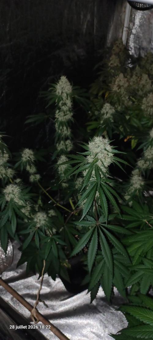 Forbidden Fruit  rQs. Week 12