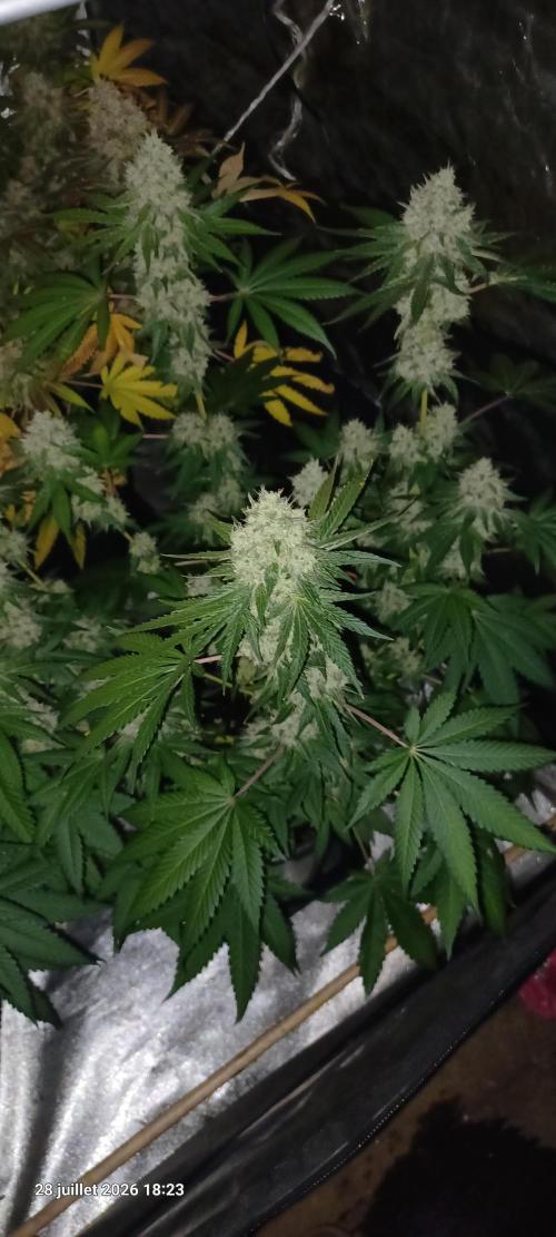 Forbidden Fruit  rQs. Week 12