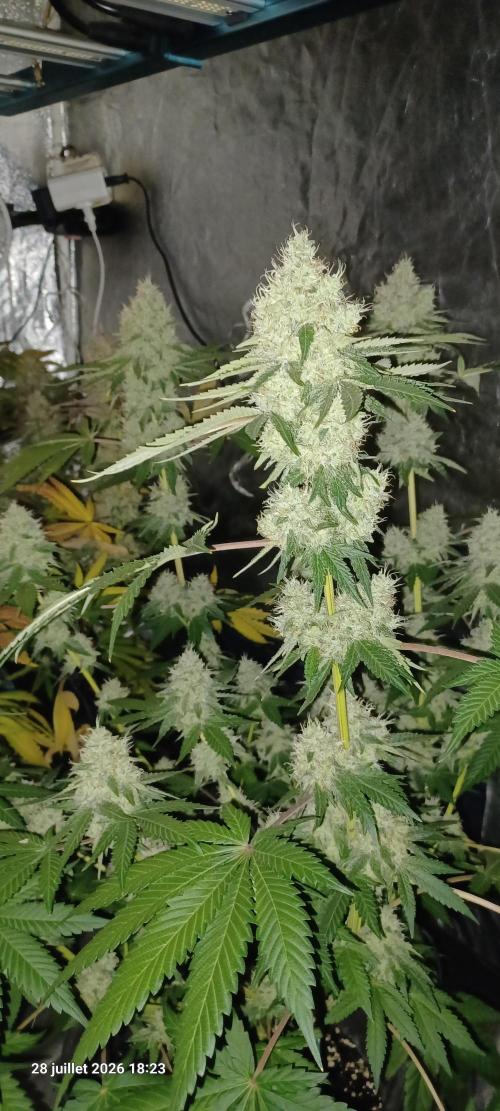 Forbidden Fruit  rQs. Week 12