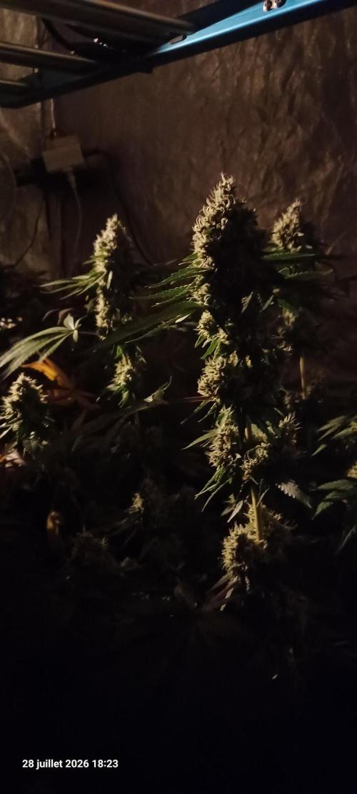 Forbidden Fruit  rQs. Week 12
