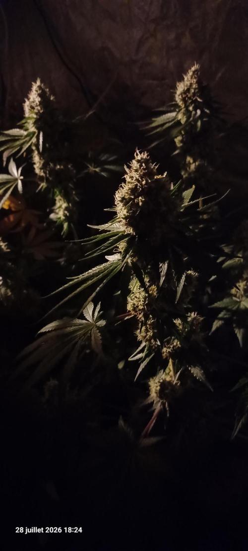 Forbidden Fruit  rQs. Week 12