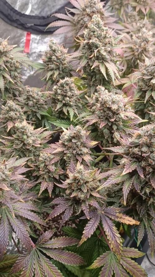 Wedding cake rQs