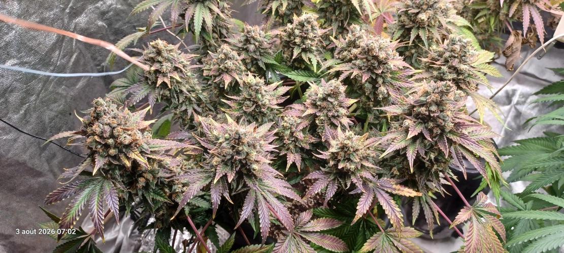 Wedding cake rQs. Week 16
