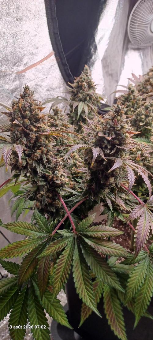 Wedding cake rQs. Week 16