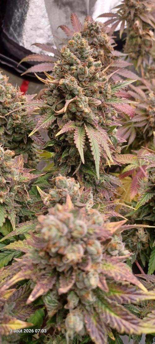 Wedding cake rQs. Week 16
