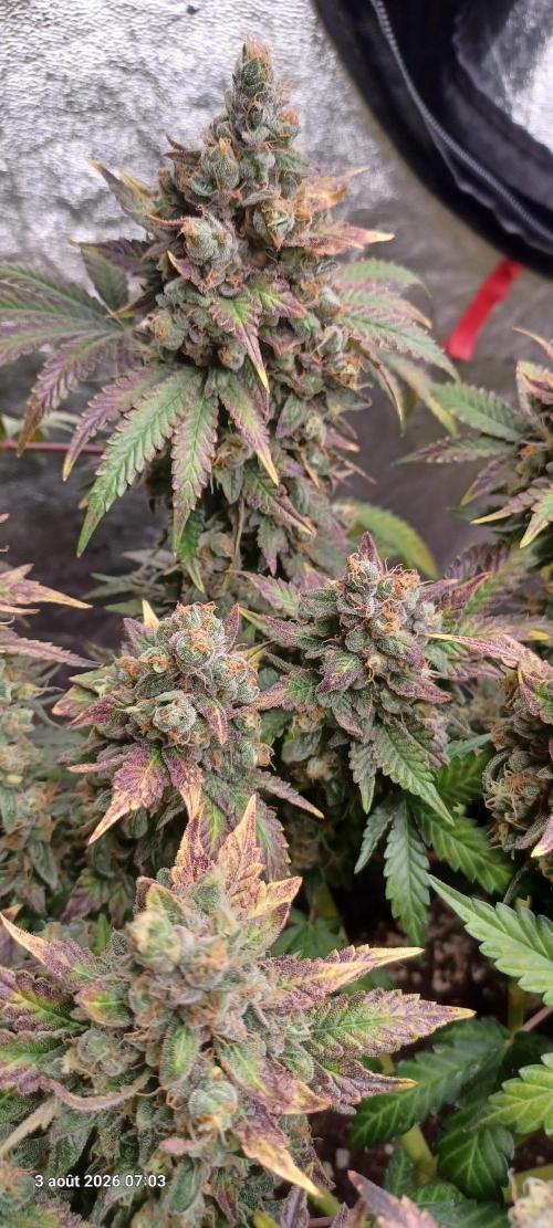 Wedding cake rQs. Week 16