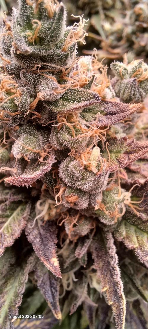 Wedding cake rQs. Week 16