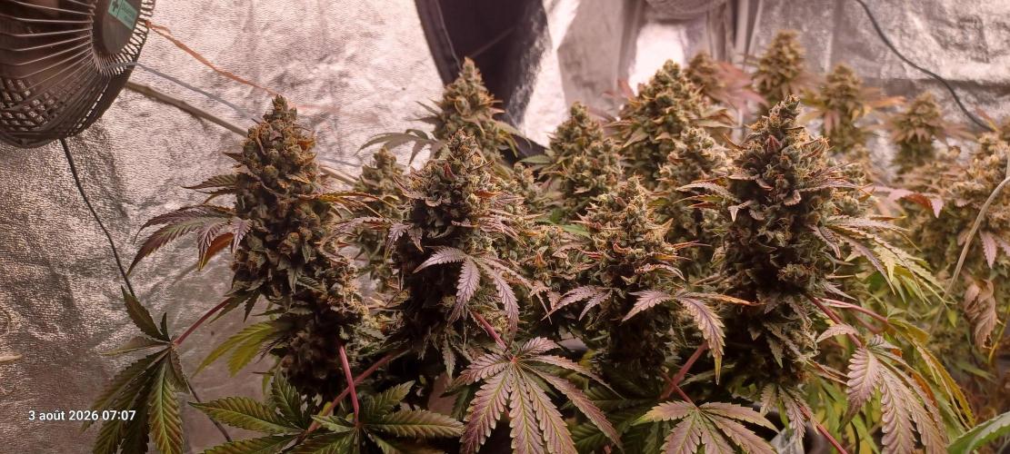 Wedding cake rQs. Week 16
