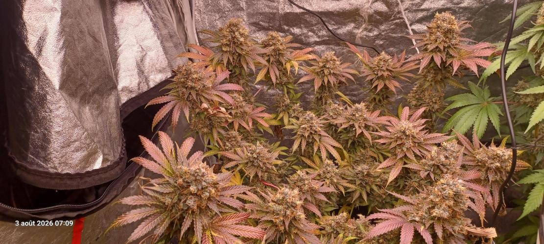 Wedding cake rQs. Week 16