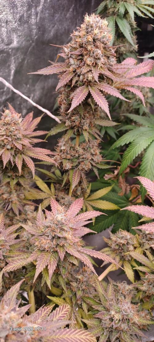 Wedding cake rQs. Week 16