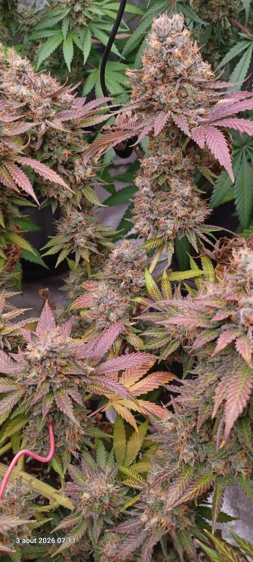 Wedding cake rQs. Week 16
