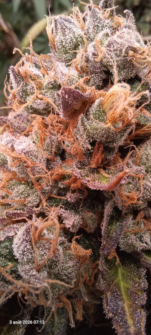 Wedding cake rQs. Week 16
