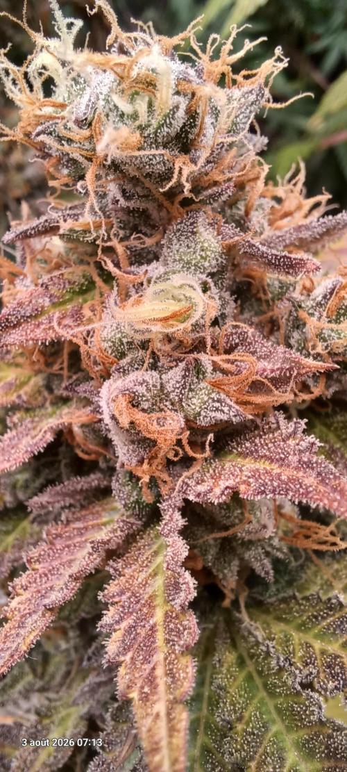 Wedding cake rQs. Week 16