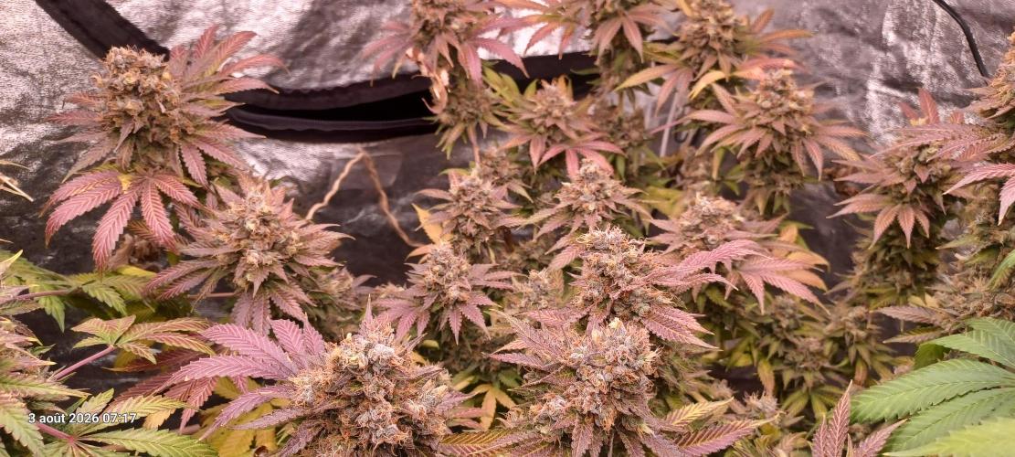 Wedding cake rQs. Week 16