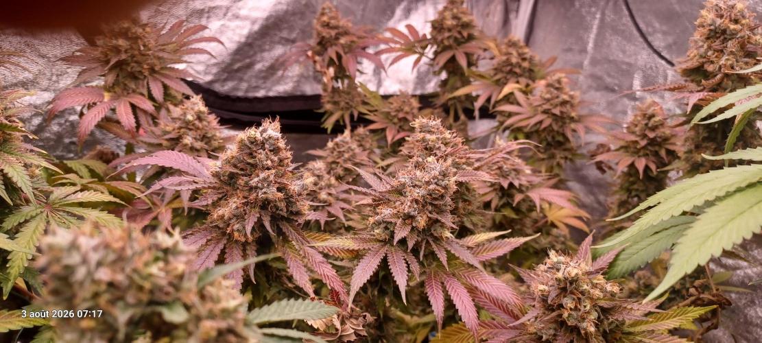 Wedding cake rQs. Week 16