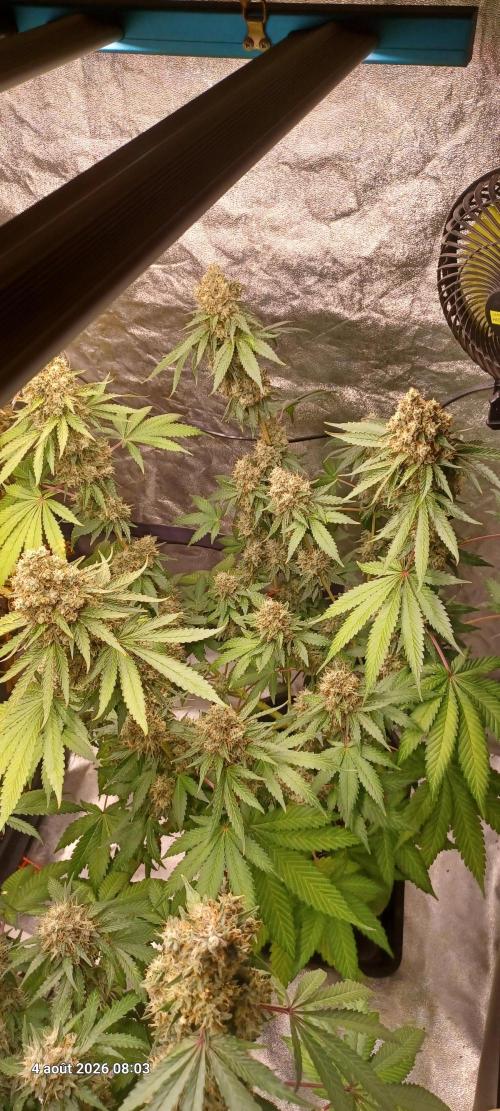 Forbidden Fruit  rQs. Week 13