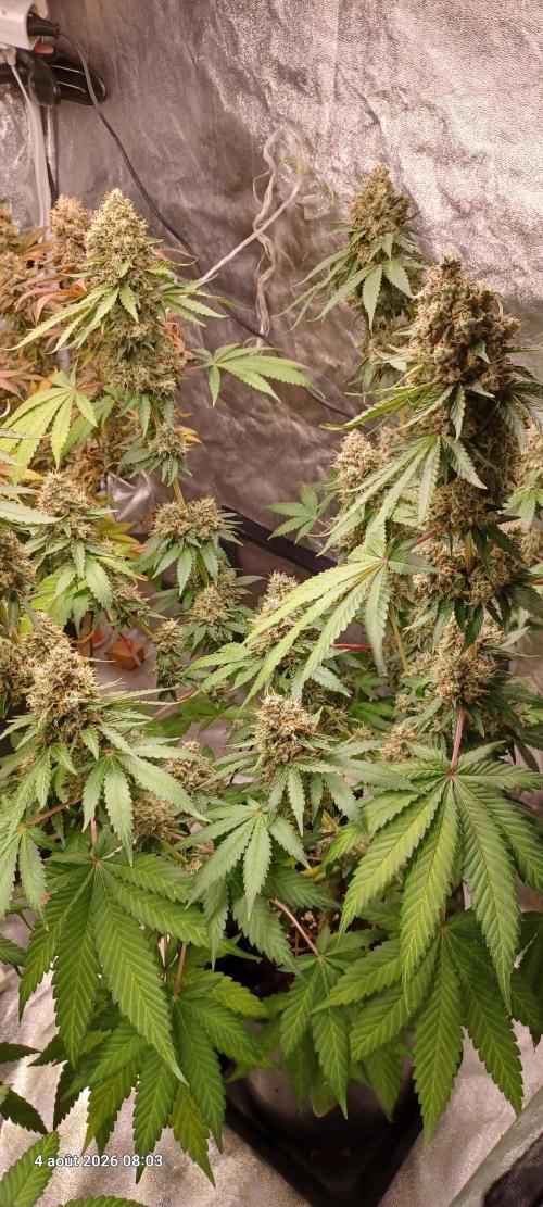 Forbidden Fruit  rQs. Week 13