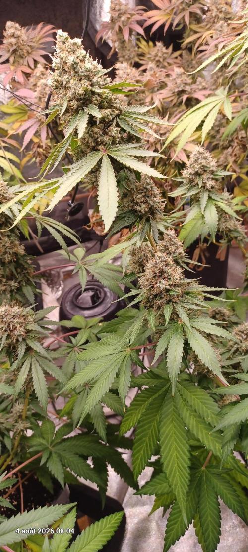Forbidden Fruit  rQs. Week 13