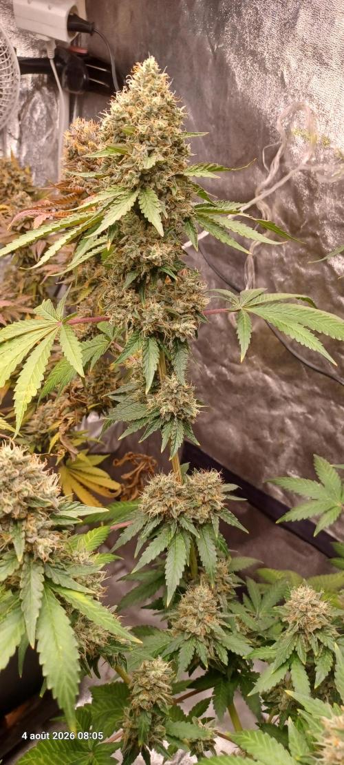Forbidden Fruit  rQs. Week 13
