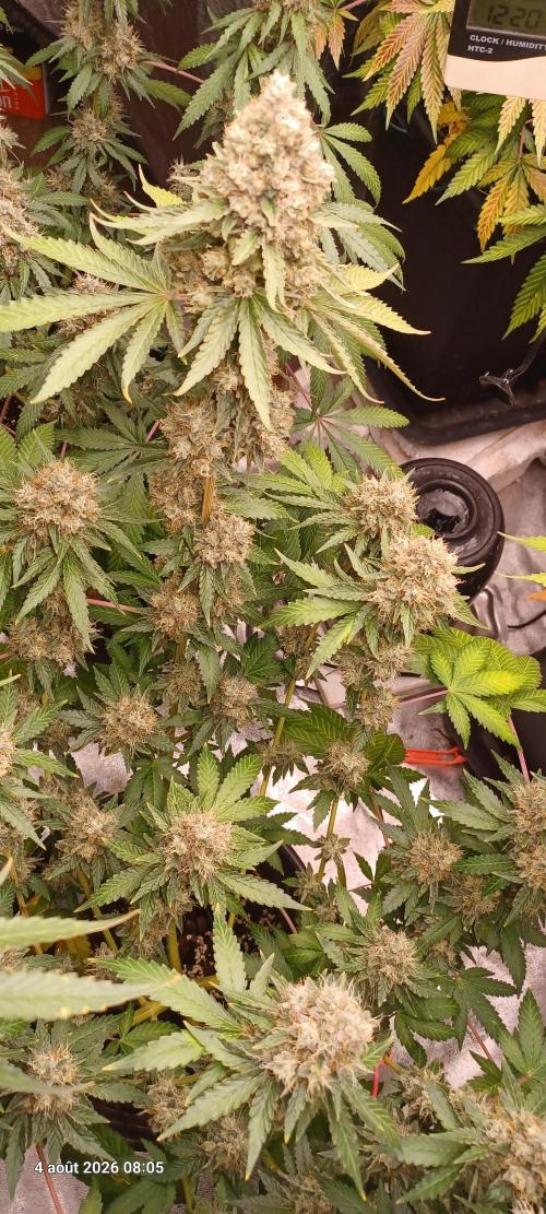 Forbidden Fruit  rQs. Week 13