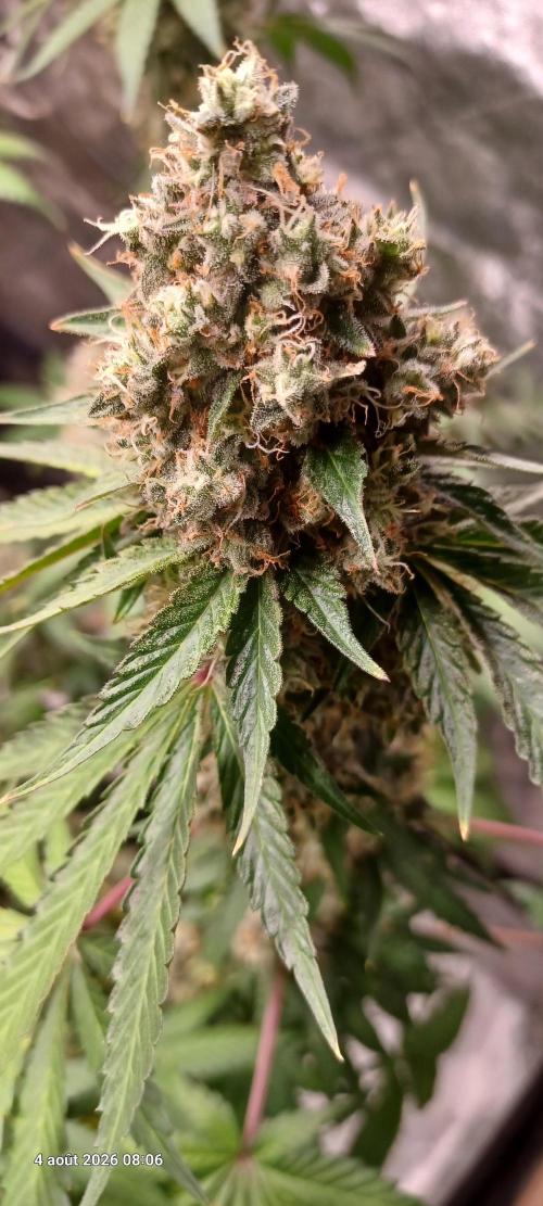 Forbidden Fruit  rQs. Week 13