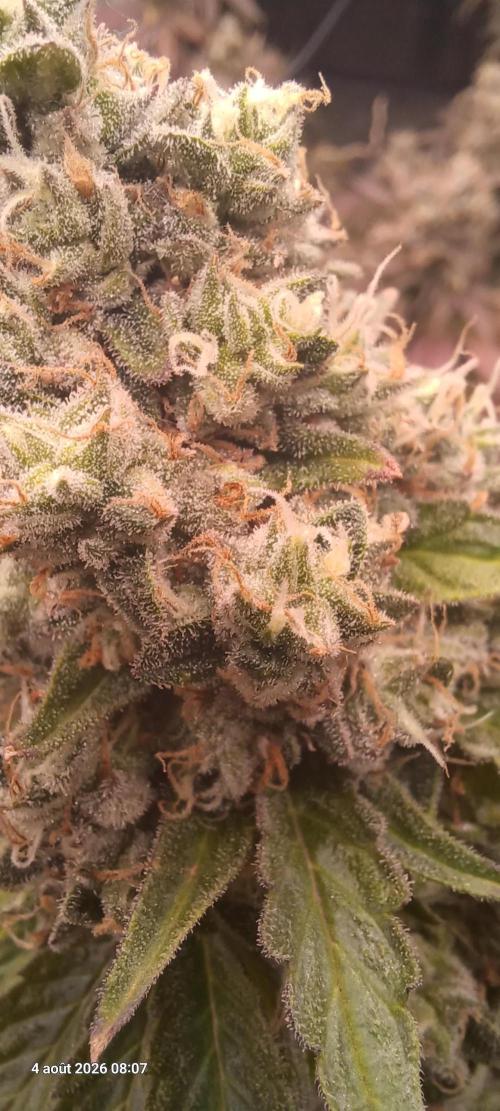 Forbidden Fruit  rQs. Week 13