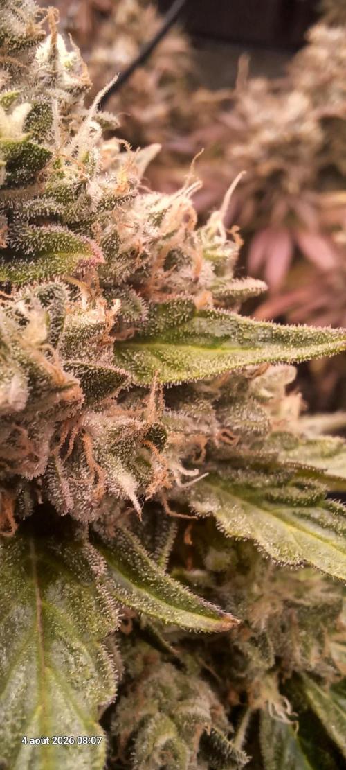 Forbidden Fruit  rQs. Week 13