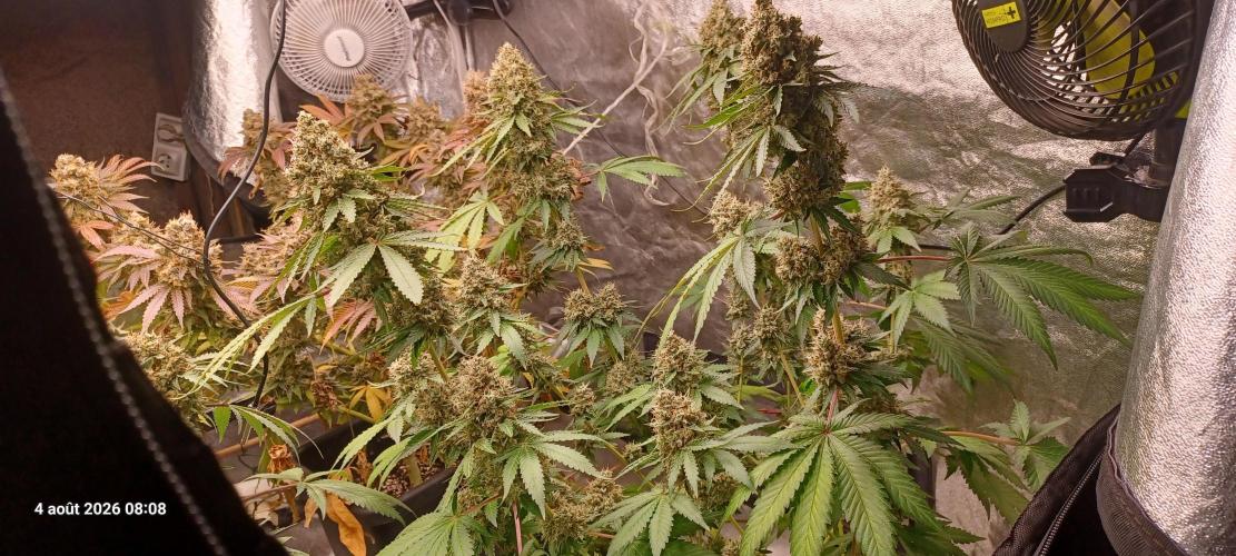 Forbidden Fruit  rQs. Week 13