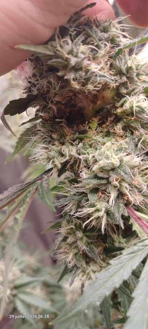 Forbidden Fruit  rQs. Week 13
