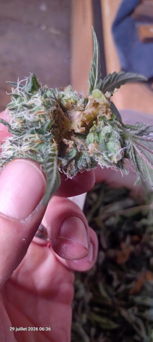 Forbidden Fruit  rQs. Week 13