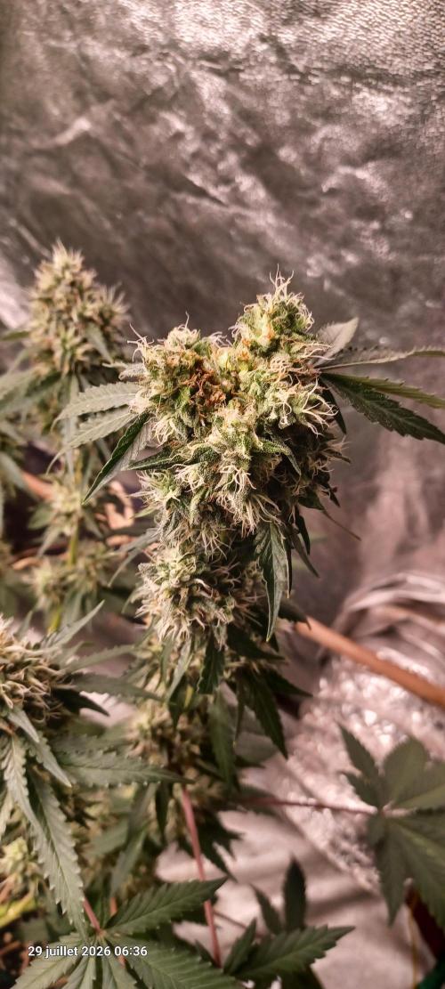 Forbidden Fruit  rQs. Week 13
