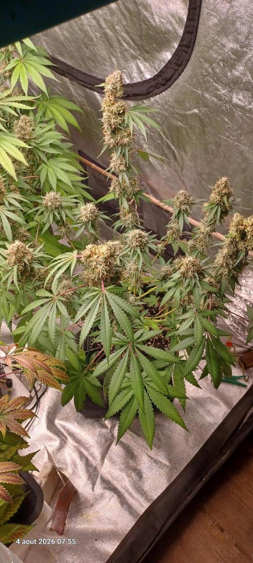 Forbidden Fruit  rQs. Week 13