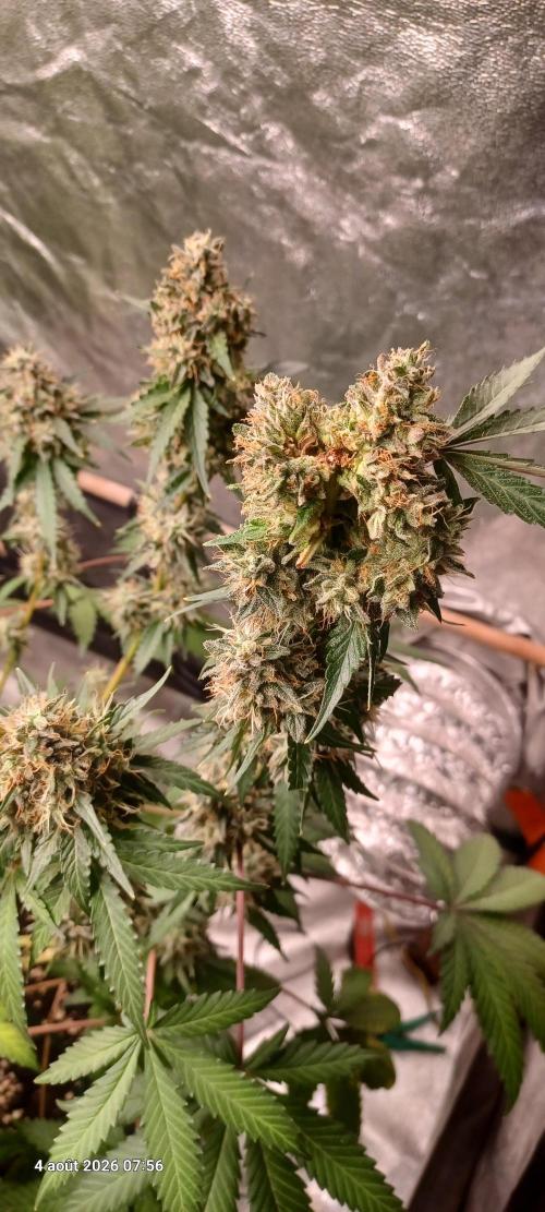 Forbidden Fruit  rQs. Week 13