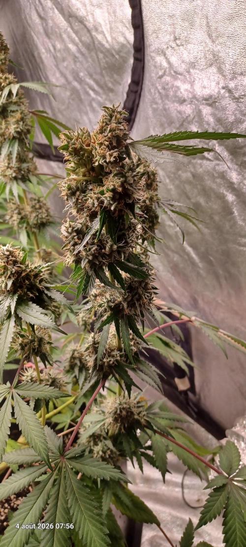 Forbidden Fruit  rQs. Week 13