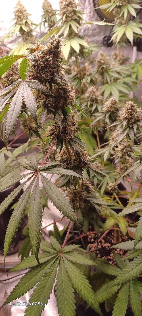 Forbidden Fruit  rQs. Week 13