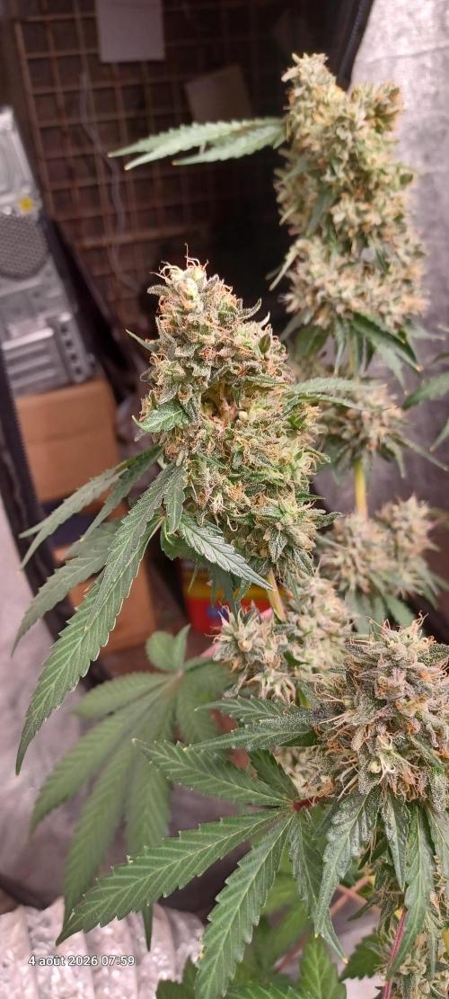 Forbidden Fruit  rQs. Week 13