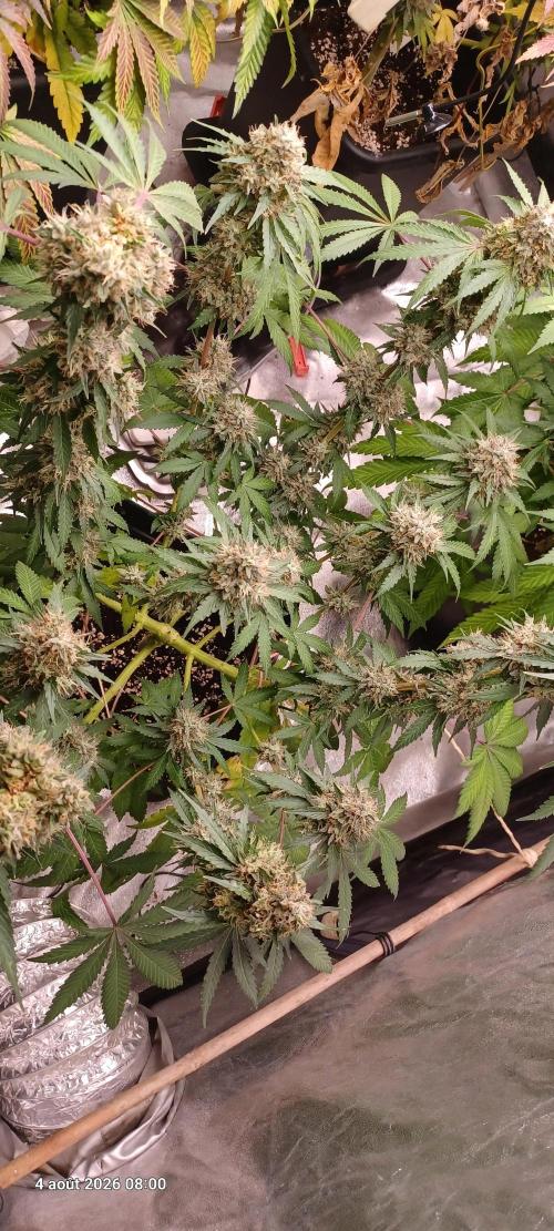 Forbidden Fruit  rQs. Week 13