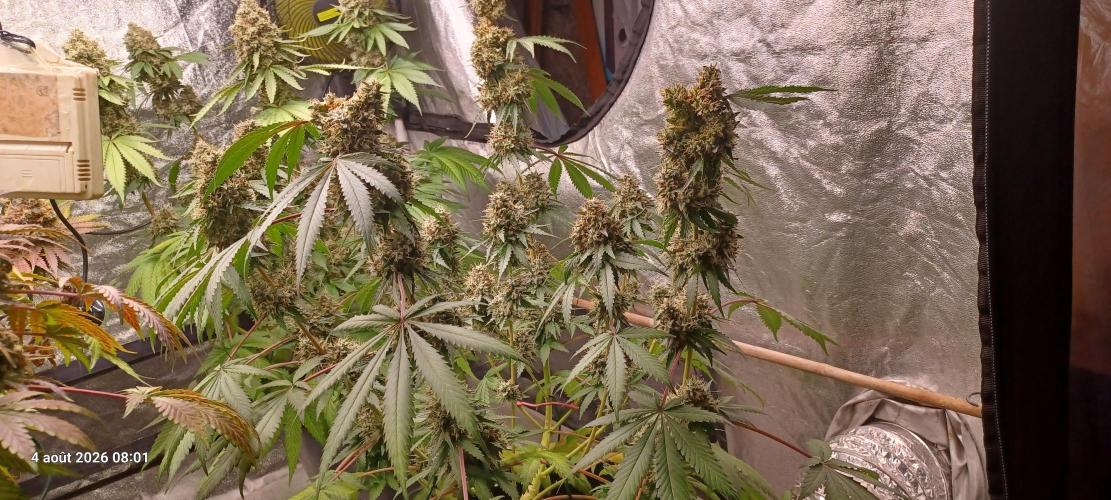 Forbidden Fruit  rQs. Week 13