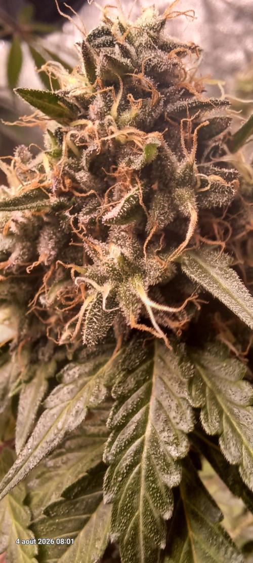 Forbidden Fruit  rQs. Week 13