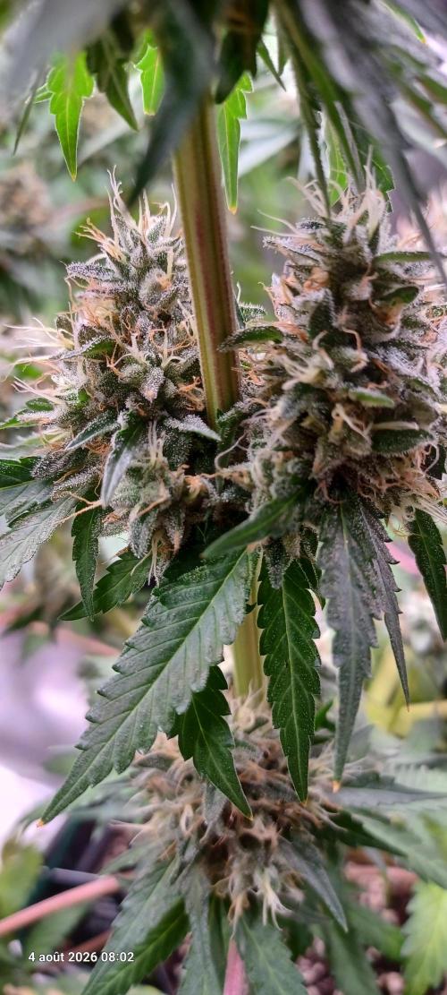 Forbidden Fruit  rQs. Week 13