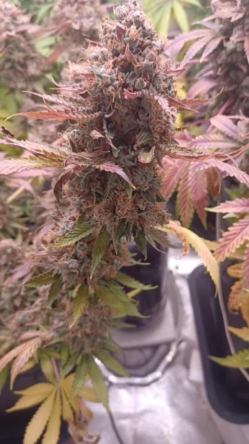 Wedding cake rQs